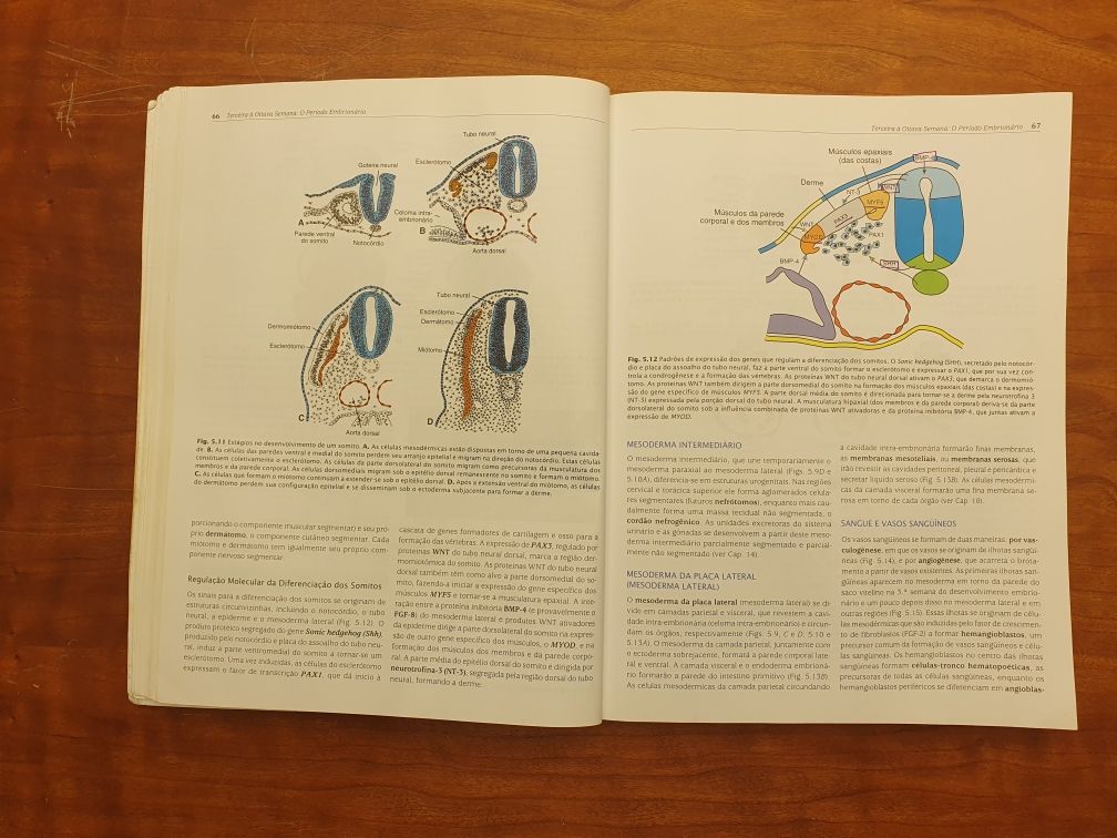 Langman Embriologia Medica