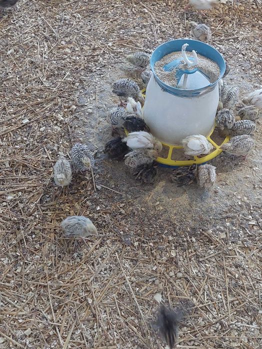 перепела молода птиця.