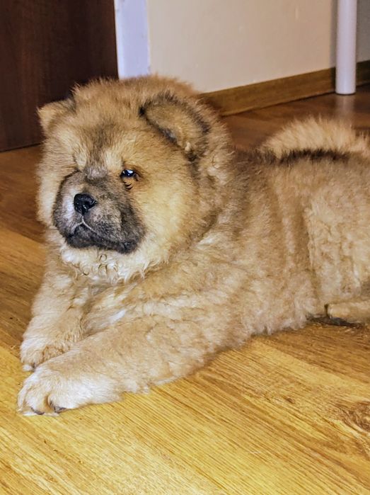 Śliczny chow chow do odbioru !!