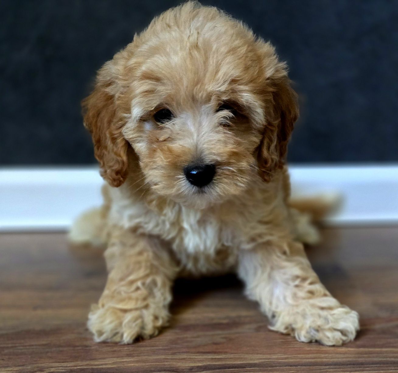 Karmelowy piesek maltipoo