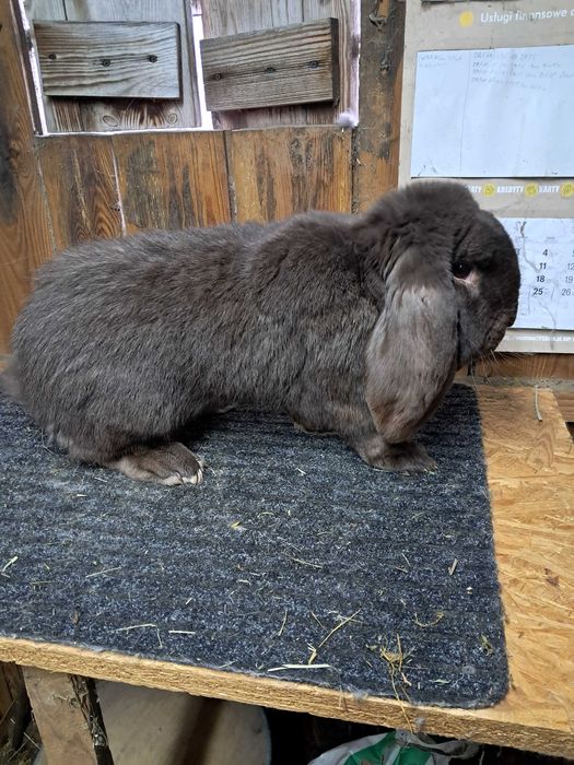 Baran francuski hawana