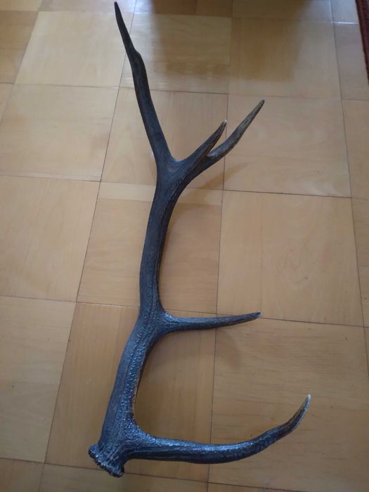 Poroże zrzut jelenia, duży