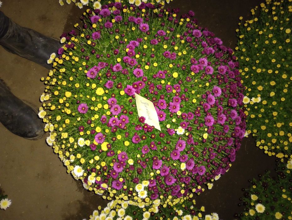 Chryzantemy drobnokwiatowe - trójkolory  miksy  na 01.11