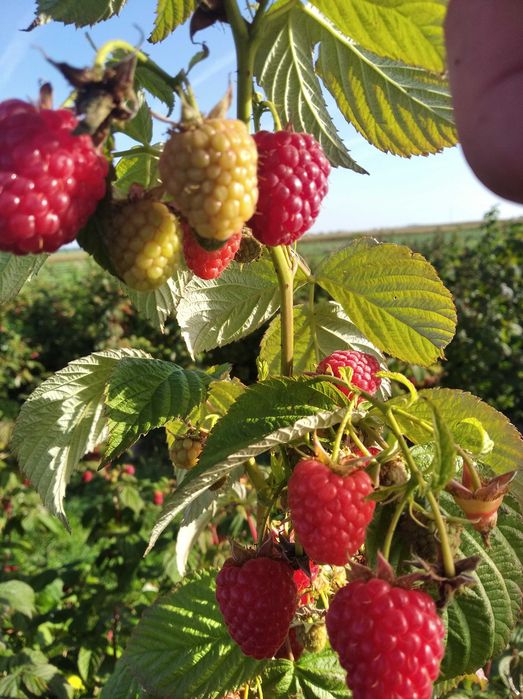 Sadzonki malin Gigant wczesne późne . Duży smaczny owoc Wysyłka