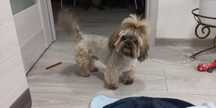 Oddam suczke rasy shih tzu