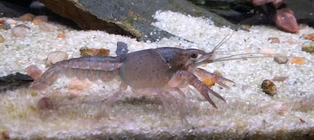 Lagostim colorido de água doce