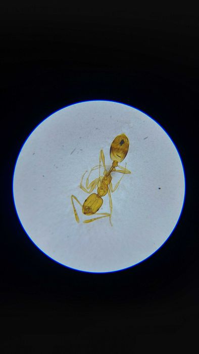 Шкільний мікроскоп SIGETA MB-115 40x-800x LED Mono