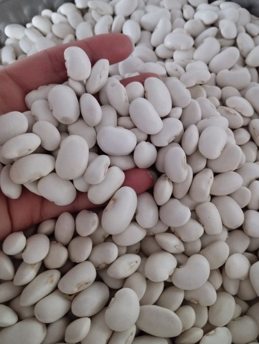 Квасоля біла 2025 р.урожай