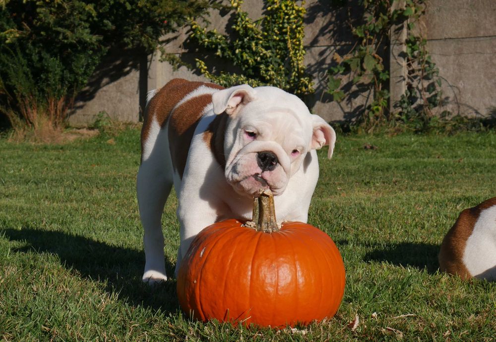 Buldog angielski ZKwP, Rodowód Międzynarodowy FCI suczka UNIQUE BEAUTY