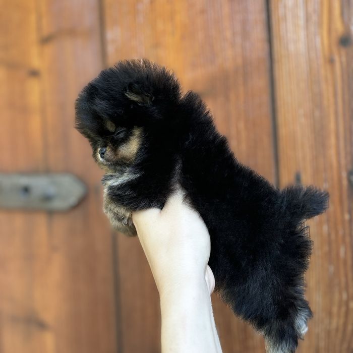 Міні дівчинка шоу класу тип ведмедик