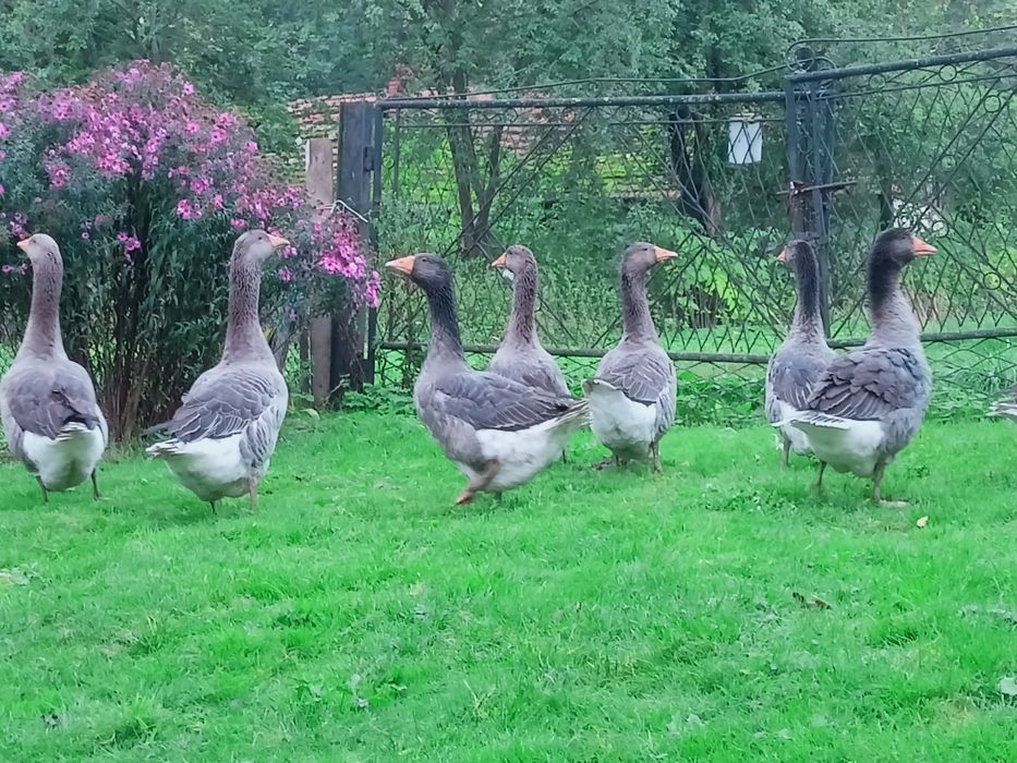 Sprzedam gęsi landers