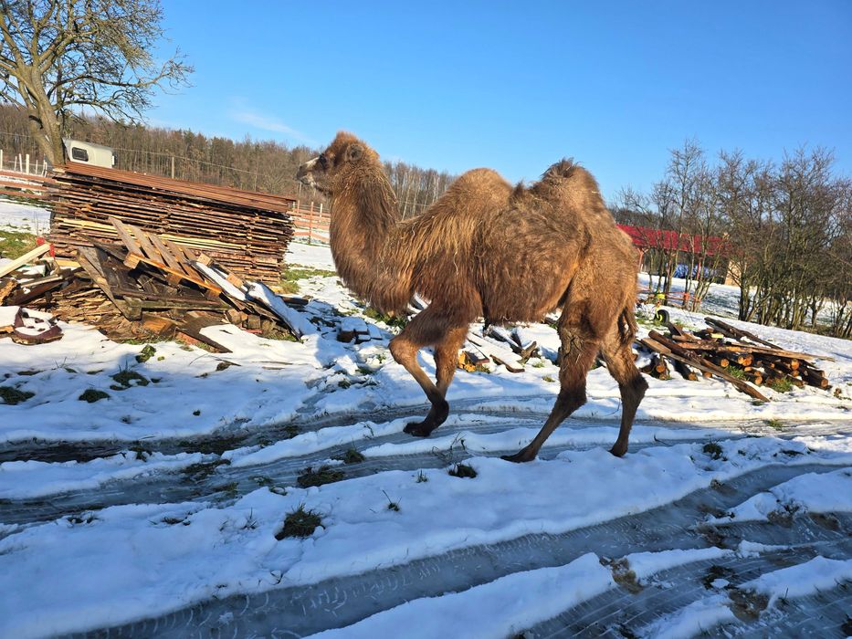 Wielbłąd dwugarbny samica
