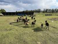 Owce kameruńskie z gospodarstwa ekologicznego