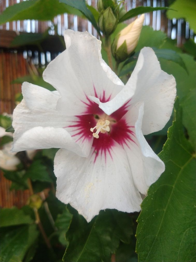 Nasiona hibiskusa