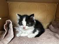 Oswojony kotek do adopcji