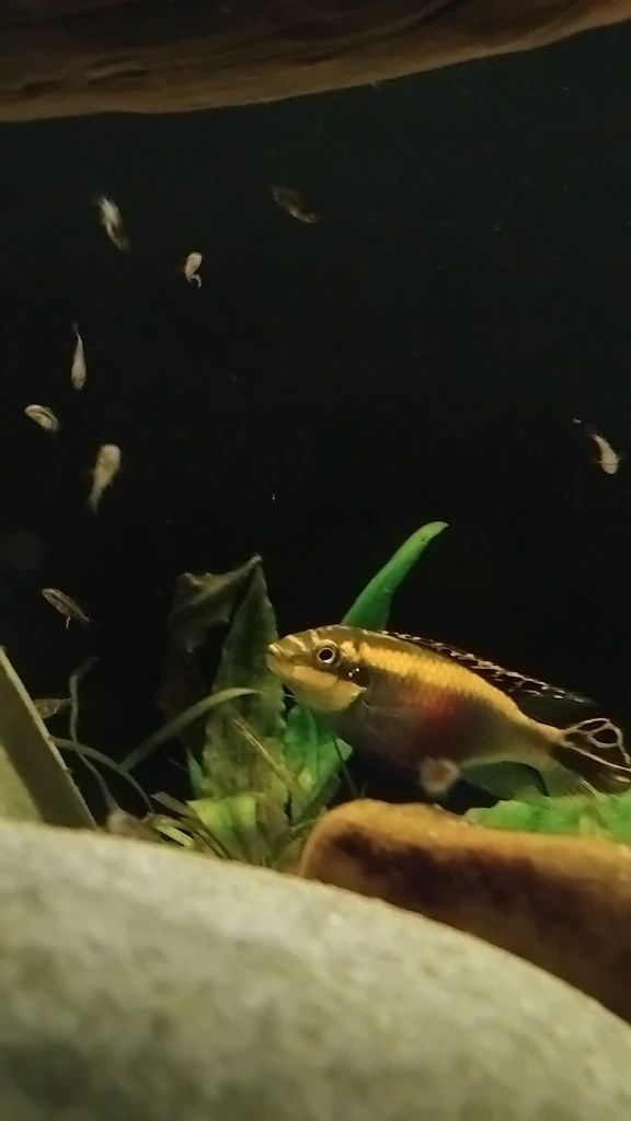 Ancistrus sp & kribensis