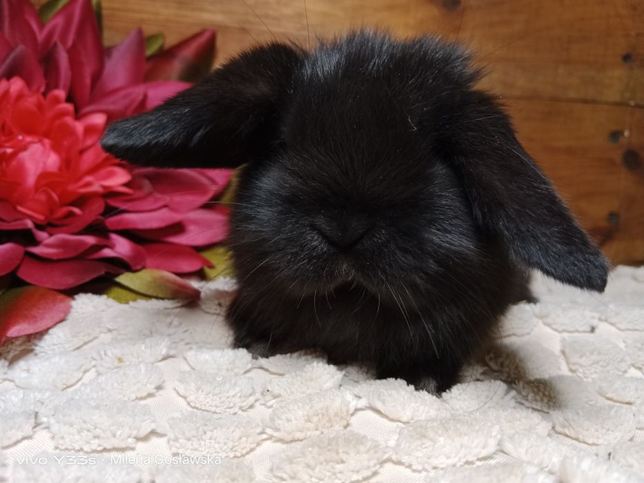 Mini lop, królik miaturka, króliczek baranek, karzełek