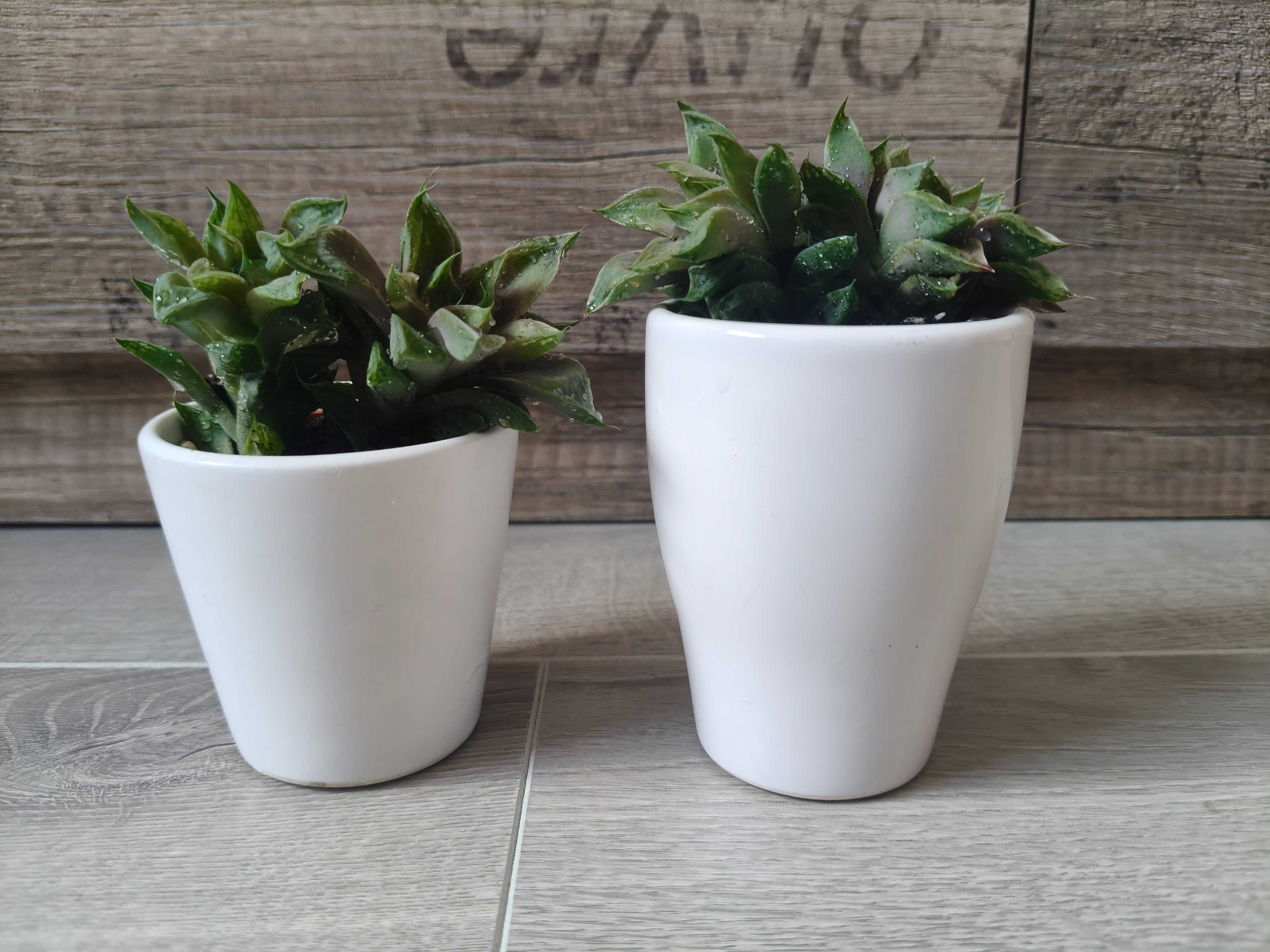 2 sukulenty w ceramicznych osłonkach