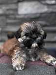 Shih tzu piesek zloty GOTOWY DO ODBIORU
