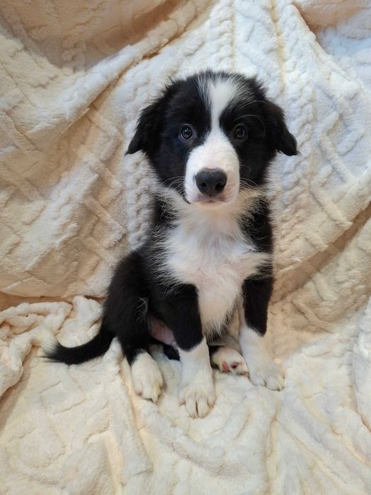 Border Collie piesek czarno -biały szczeniak wyjątkowy