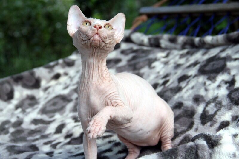 Котенок канадского сфинкса