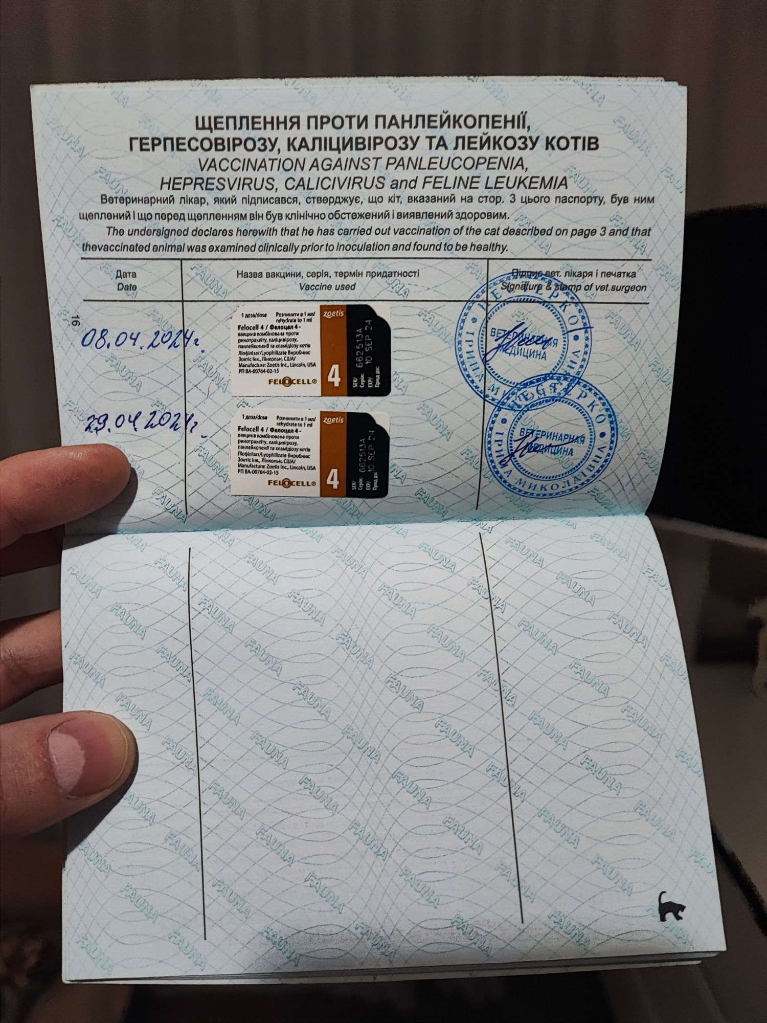 Бенгальский котик, вязка Днепр
