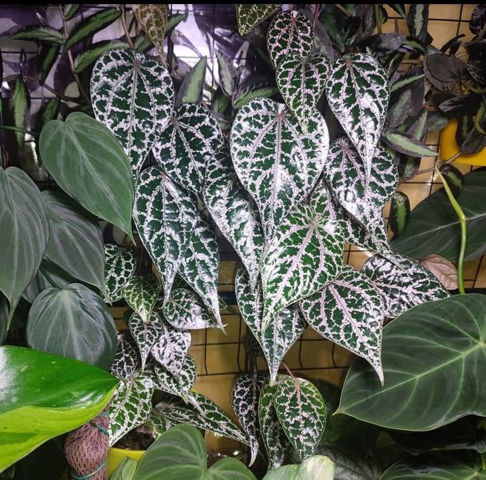 Piper crocatum piękne wybarwienie liści roślina pnąca terrarium
