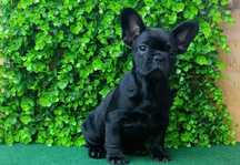 Bulldogue francês femea