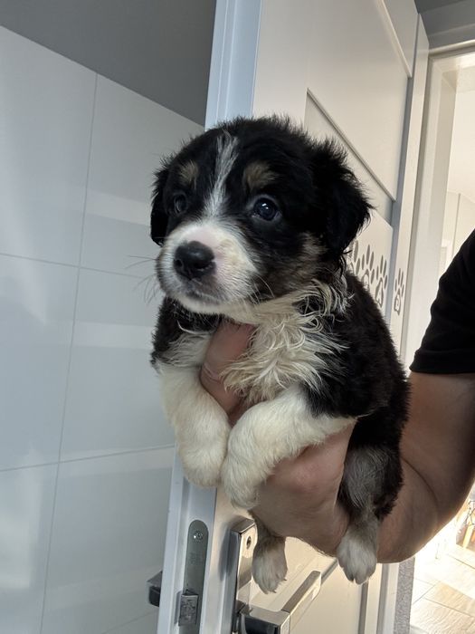 Border collie tri color