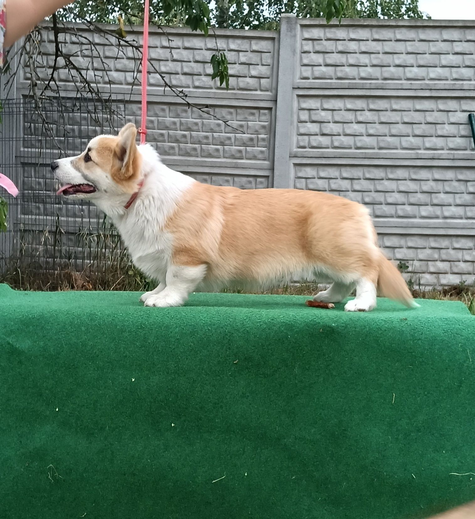 Kochany chłopiec corgi pembroke ZKwP FCI