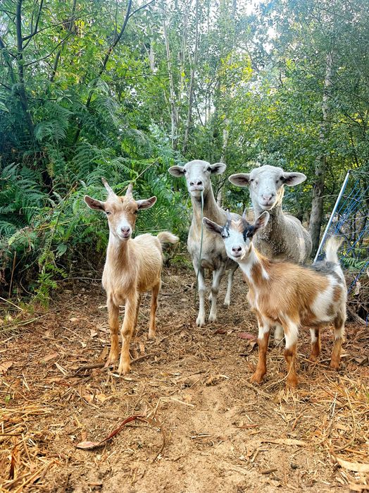 3 Cabras a venda