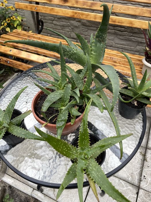 Продам Алоє вера