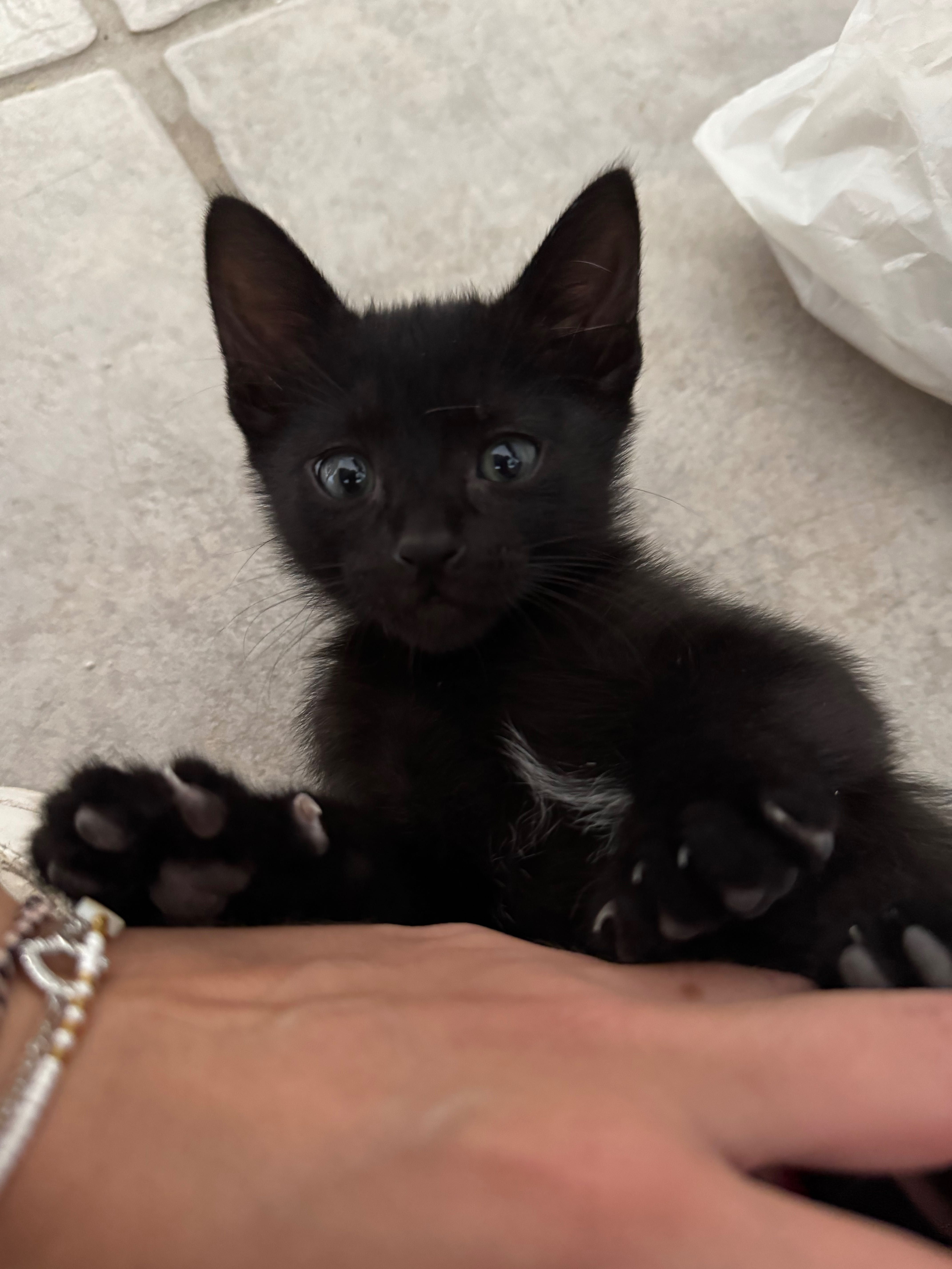 5 gatinhos para adoção responsável