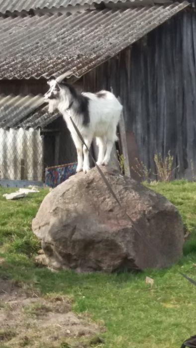 Kamień polny duży
