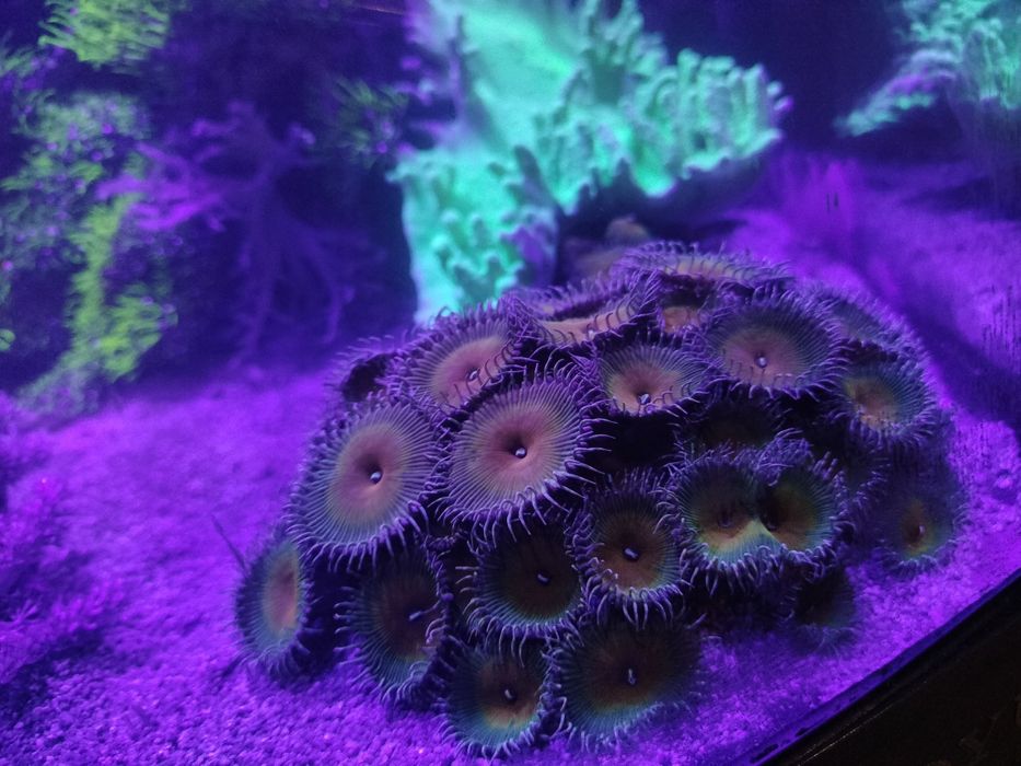 Coral palythoa colônia