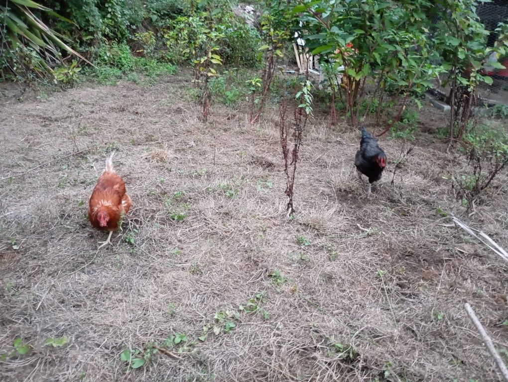 Ovos caseiros de galinhas criadas ao ar livre