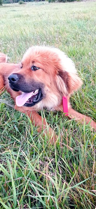 Mastif Tybetański FCI suczka