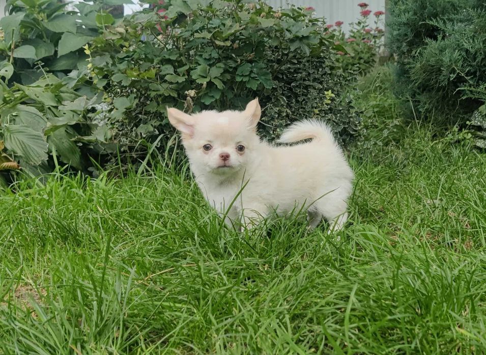 Długowłosy szczeniak Chihuahua z rodowodem FCI