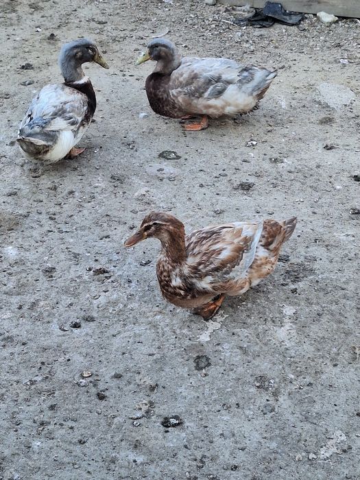 Kaczki, kaczory ruańskie, francuskie, tusze