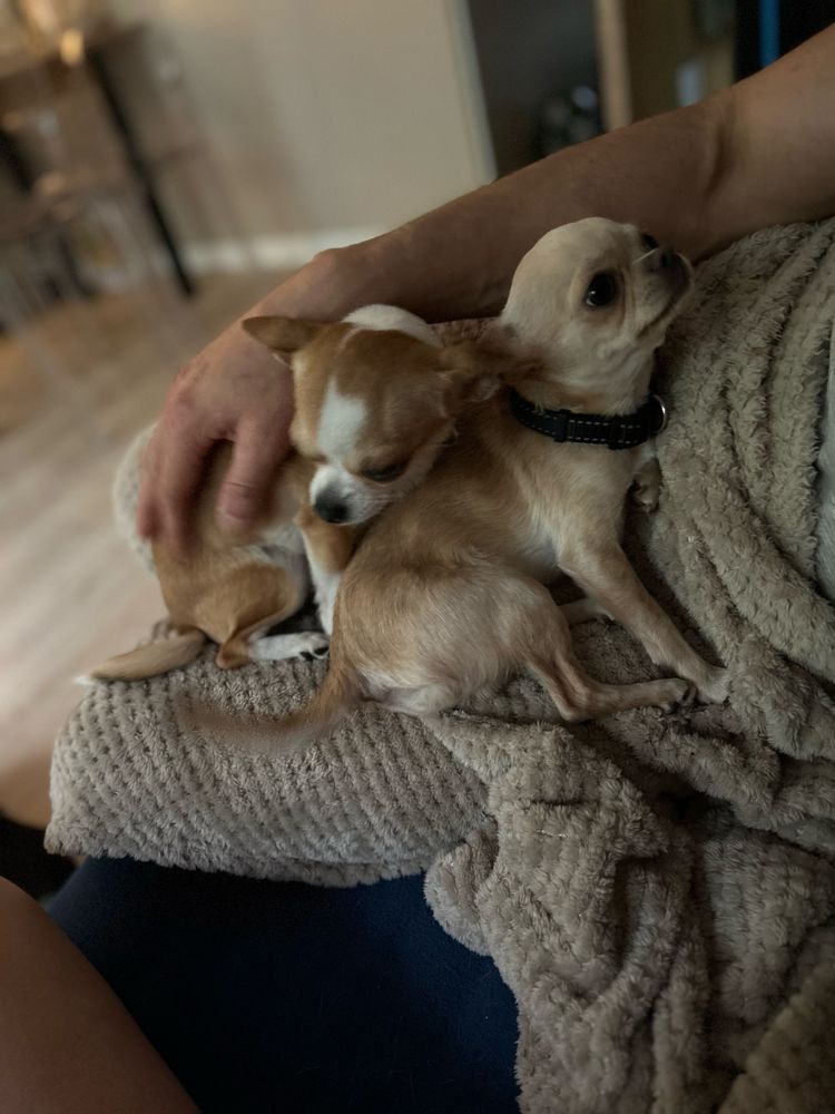 Piesek Chihuahua ecru