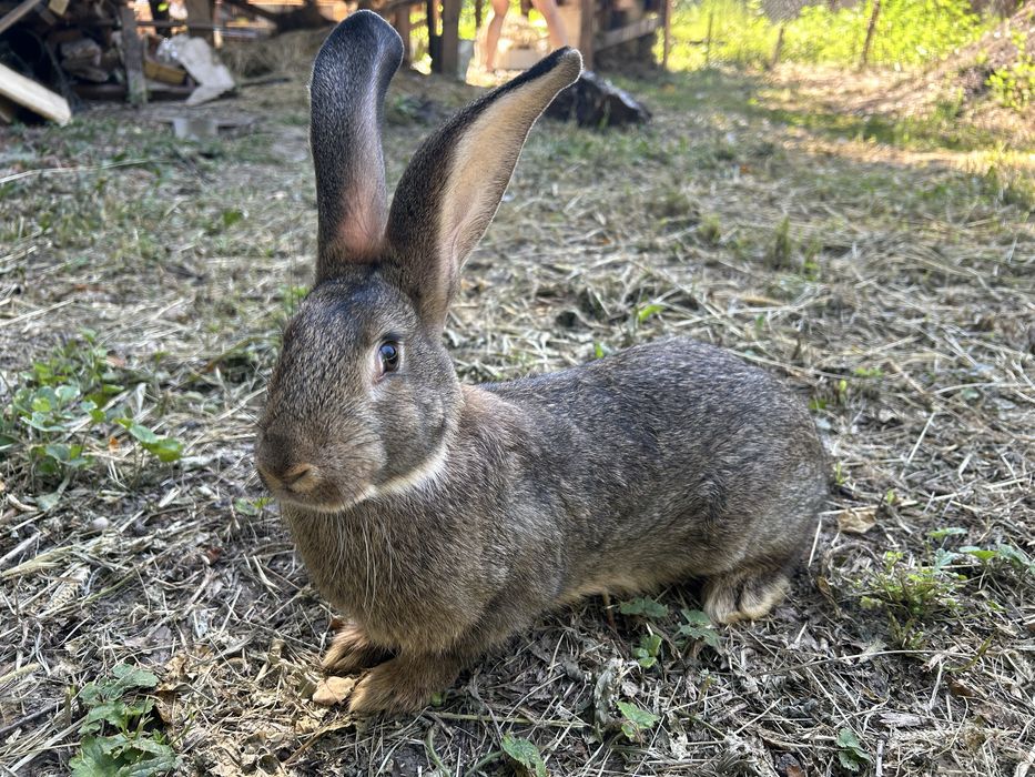 Кролики породисті