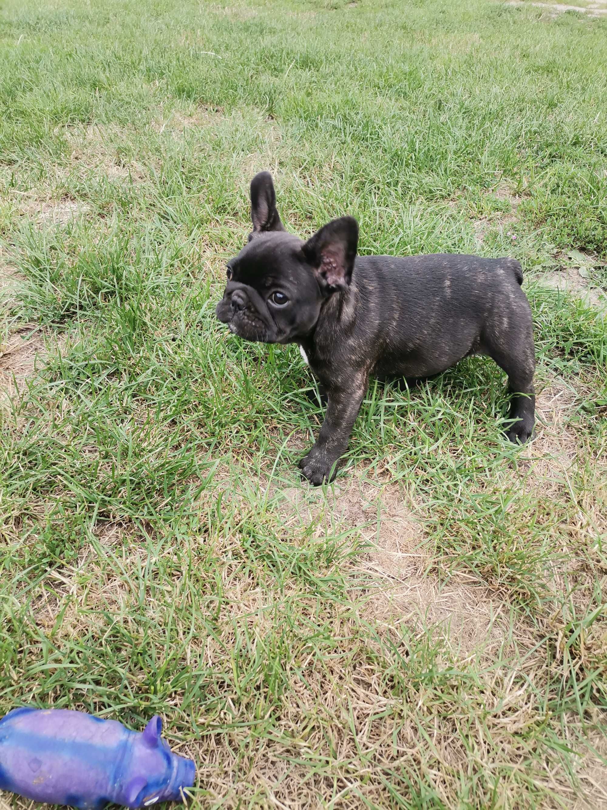 Buldog francuski piesek