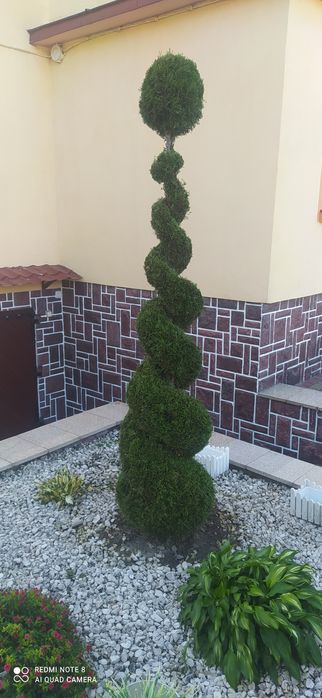 Sprzedam tuje formowaną w spiralę