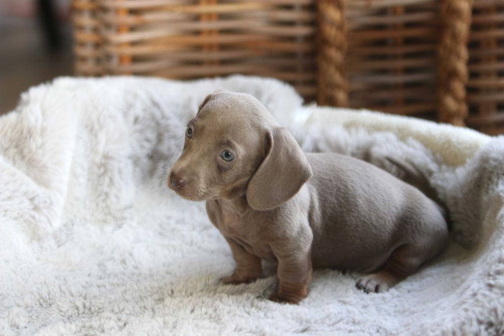 Jamnik Miniaturowy Samiec Isabella Tan ZOBACZ WIDEO 8 tyg.