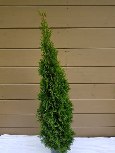 thuja tuja smaragd szmaragd 140 cm grunt