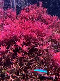 Rotala Blood Red singapoore wariant  10 sztuk