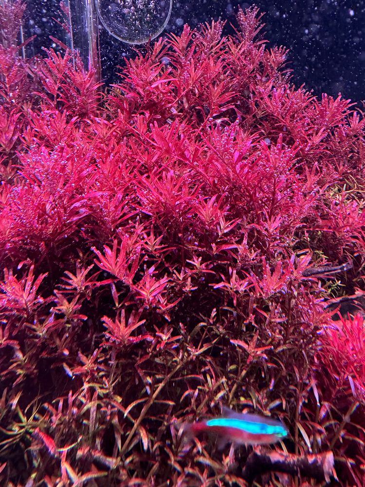 Rotala Blood Red singapoore wariant  10 sztuk