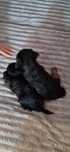 Adopcja Yorki 8 tygod