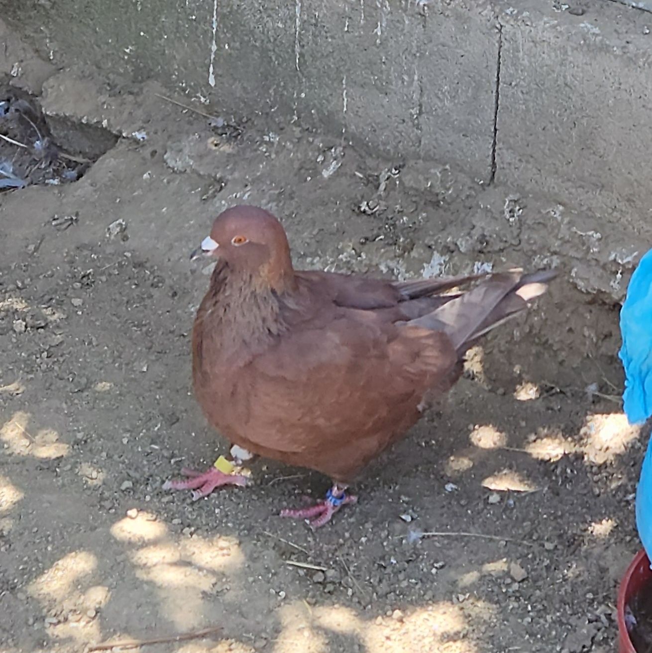 Pombas mondanas .