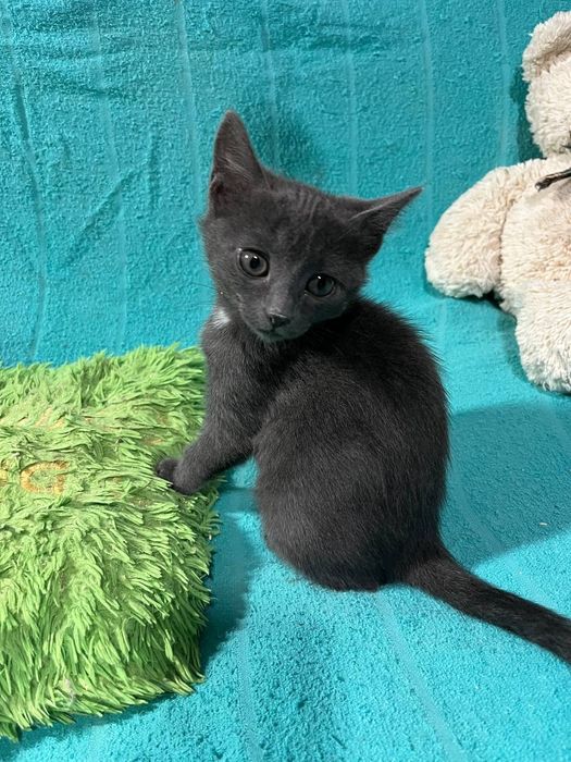 Отдам даром в добрые руки серого котенка